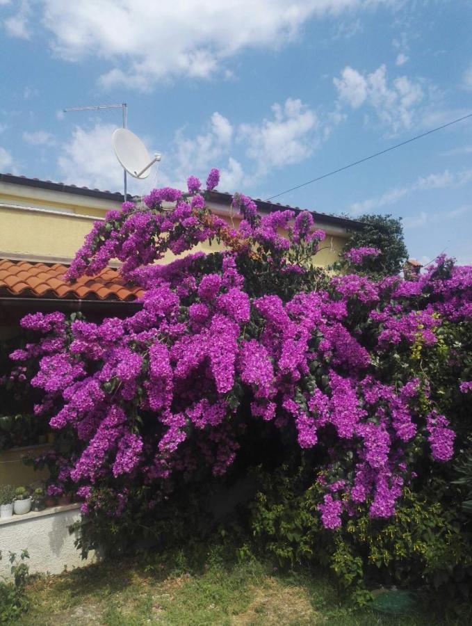 Apartment Samanta Šišan Buitenkant foto